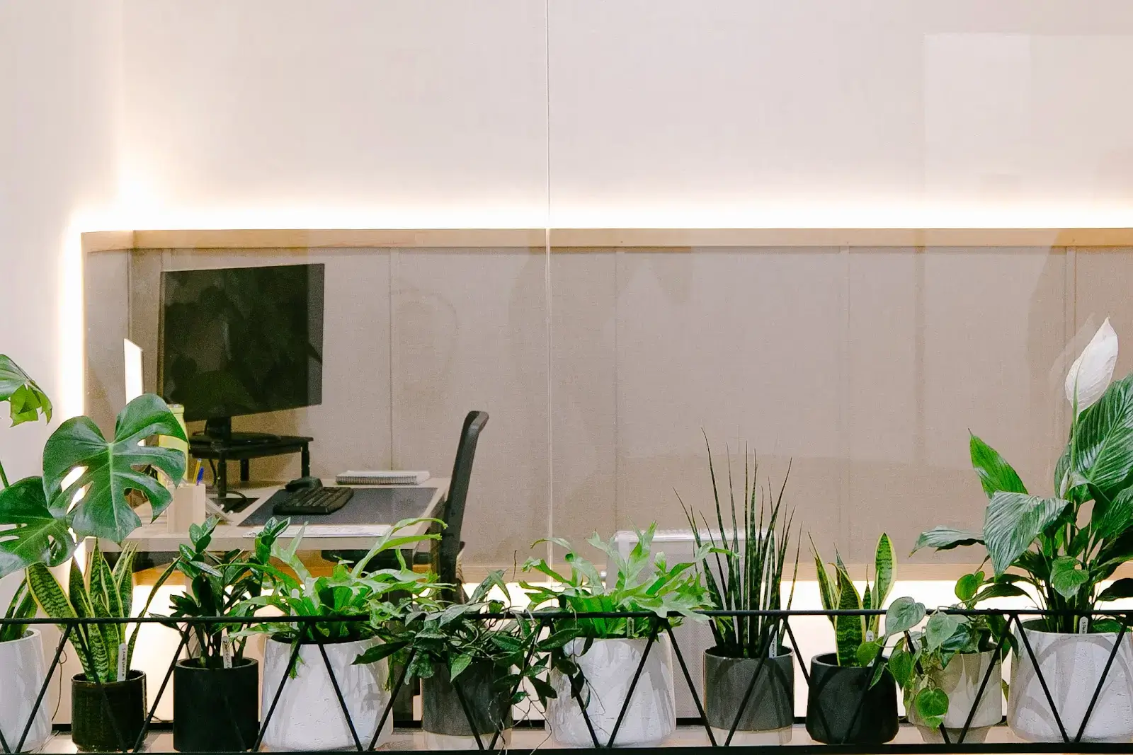 Manglar interior photo 10