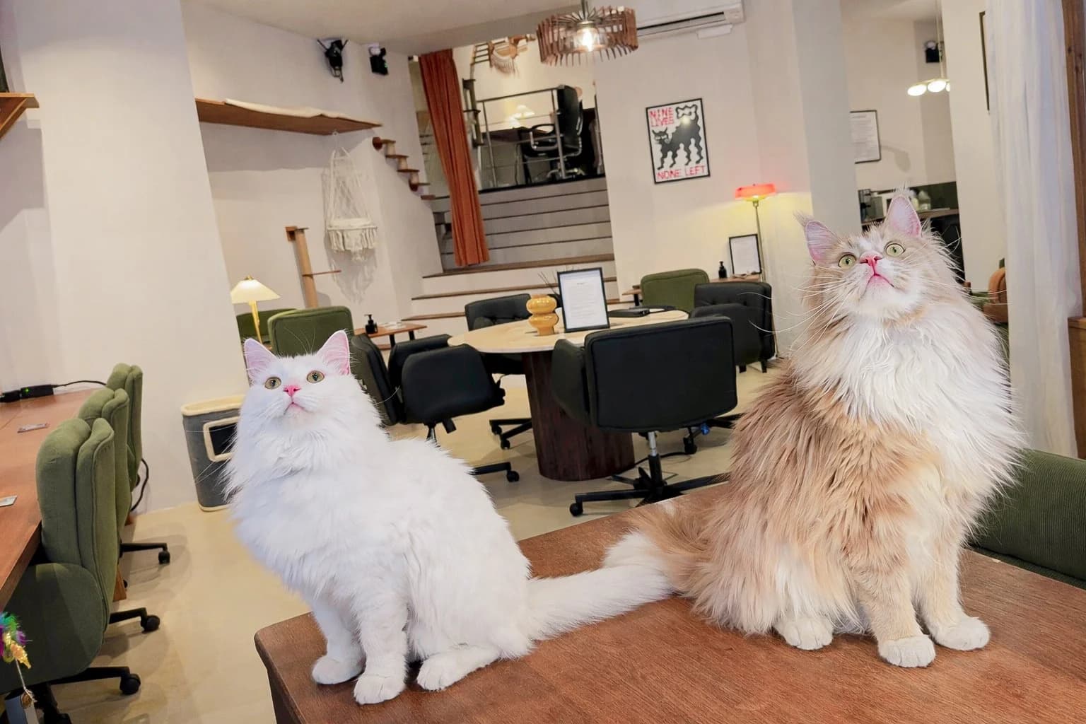 Purrfect Space interior photo 2