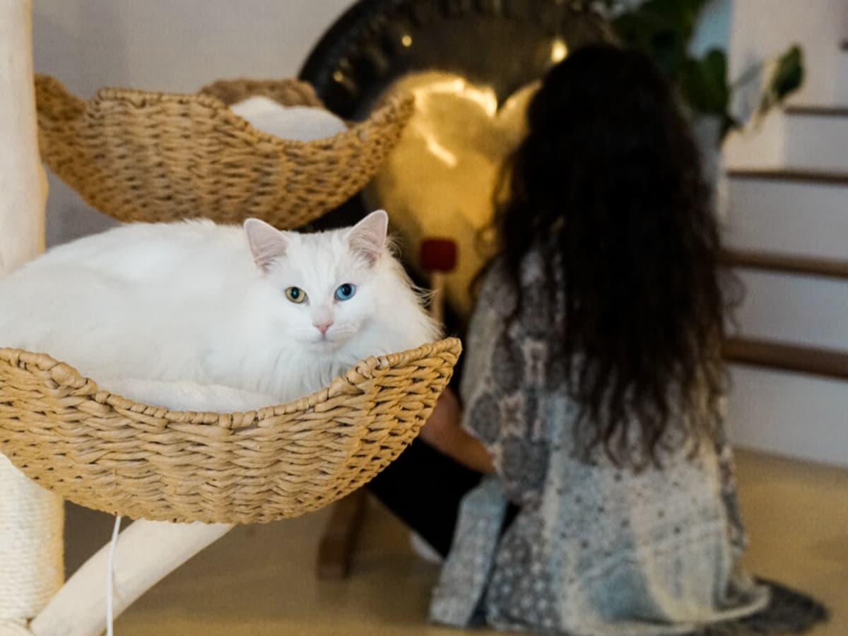 Purrfect Space interior photo 10