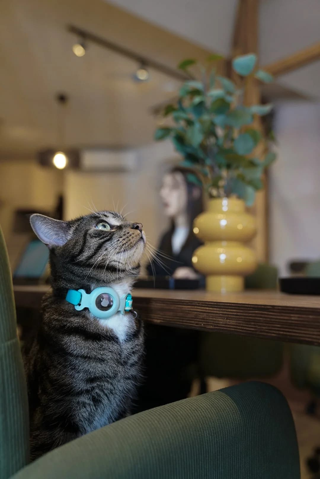 Purrfect Space interior photo 11