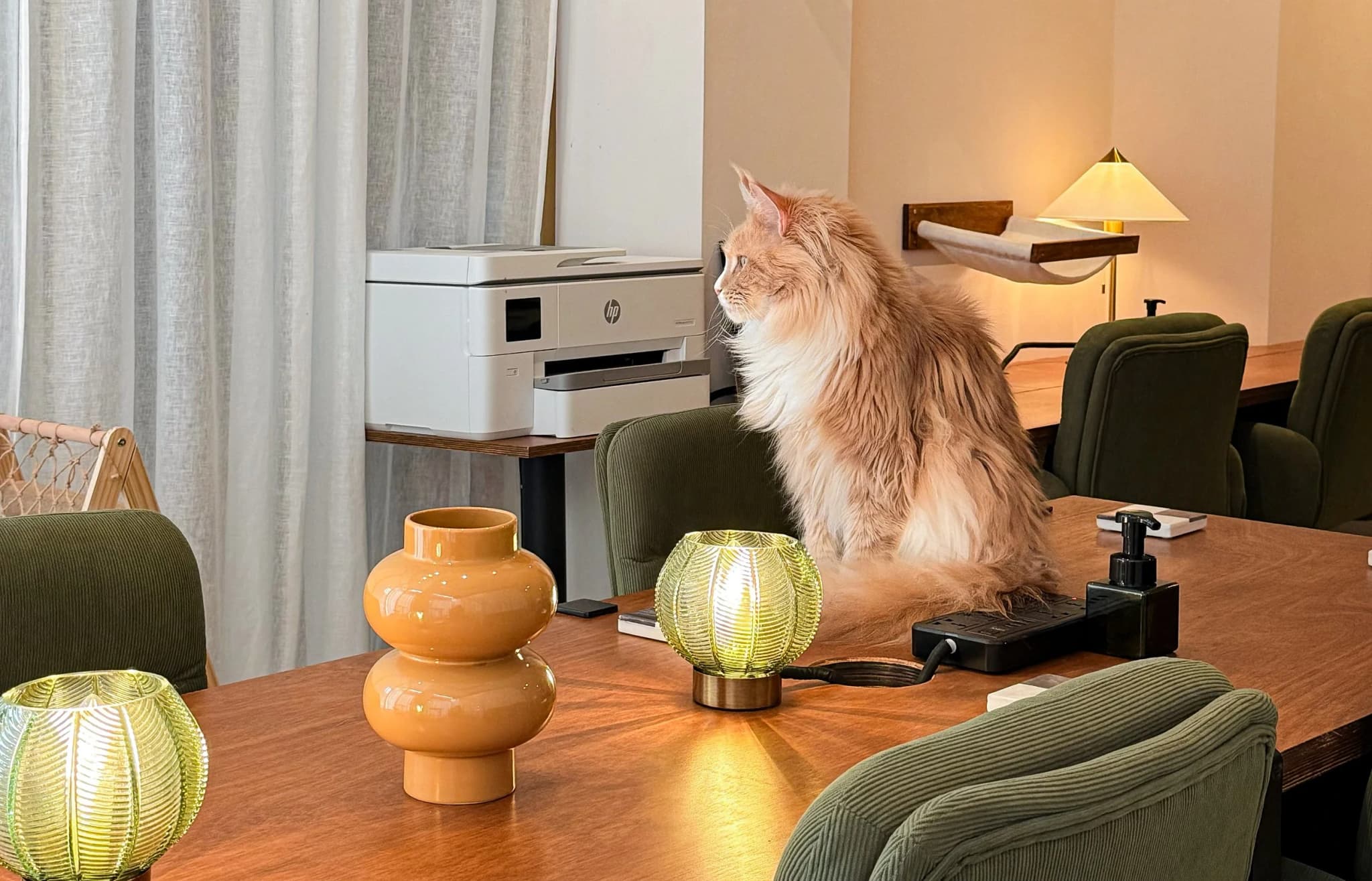 Purrfect Space interior photo 3