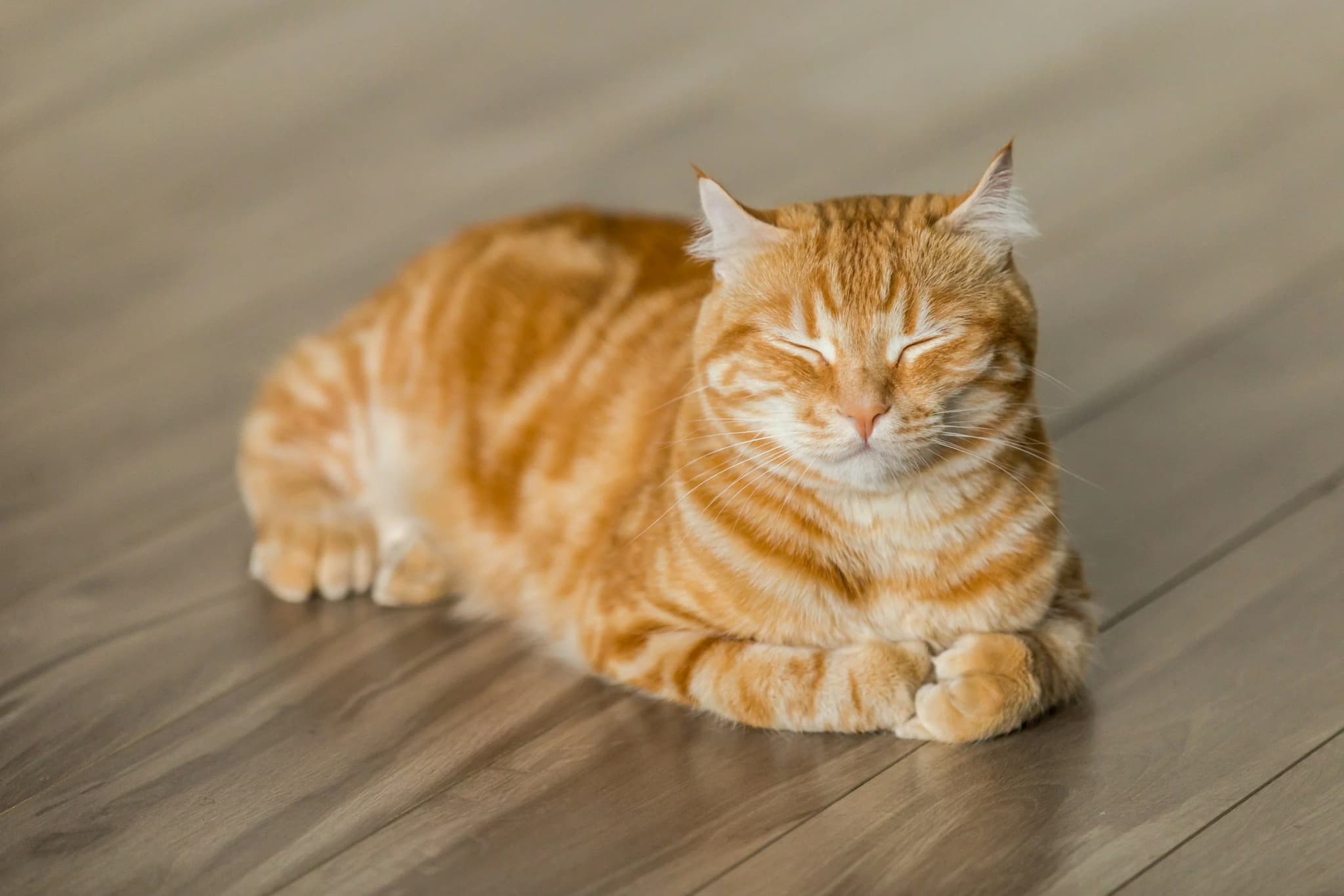 Purrfect Space interior photo 14