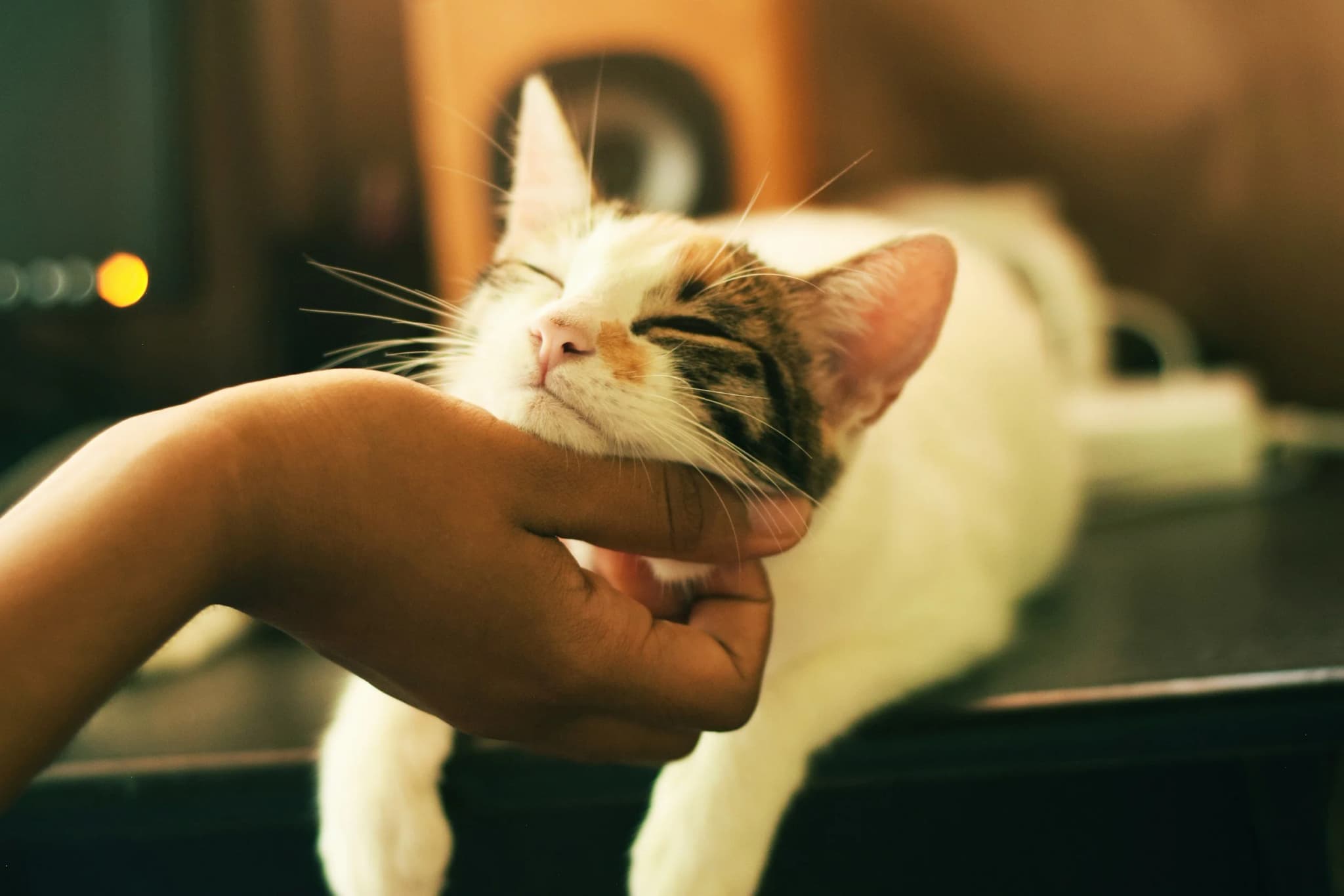 Purrfect Space interior photo 13